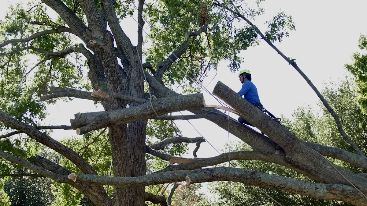 Professional Hazardous Tree Removal performed by certified arborists in West Point